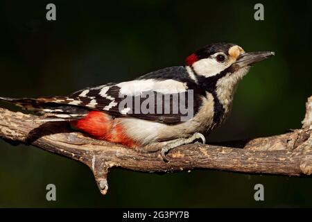 Picchio rosso maggiore maschio Foto Stock