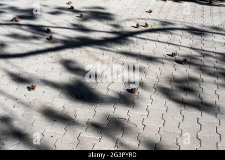 un pavimento lastricato sotto un pino in una giornata soleggiata coperto di coni caduti e aghi Foto Stock