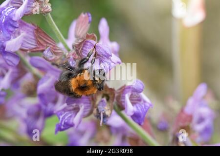 Albero Bumblebee (bombus hypnorum) su fiori di salvia in un giardino nel mese di giugno, Nord Yorkshire, Inghilterra, Regno Unito Foto Stock