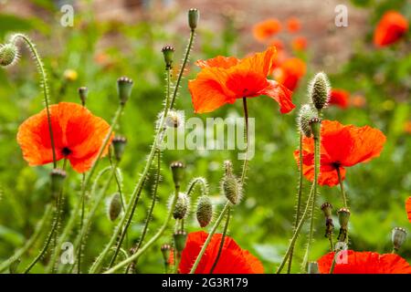 Fiore rosso papavero su sfondo bokeh sfocato. Foto Stock