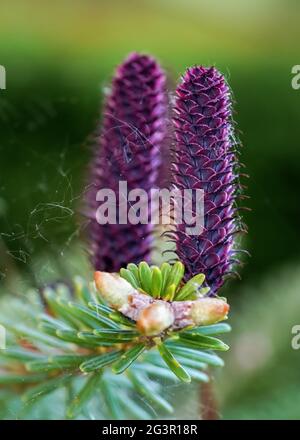 Giovane abete rosso porpora (specie abies) coni che crescono su ramo con abete, dettaglio closeup Foto Stock