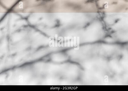 Foto astratta di sfondo con ombre morbide di rami di alberi su pareti bianche in cemento Foto Stock