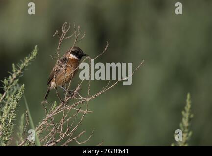 Stonechat, Parco Nazionale di Souss massa, Marocco Foto Stock