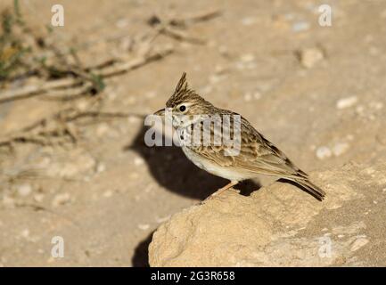 Crested Lark, Parco Nazionale di Souss massa, Marocco Foto Stock