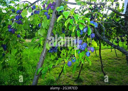 Prugna europea, prugna comune Foto Stock