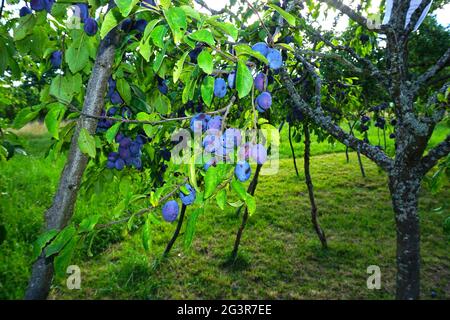 Prugna europea, prugna comune Foto Stock