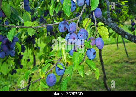 Prugna europea, prugna comune Foto Stock