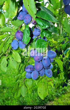 Prugna europea, prugna comune Foto Stock