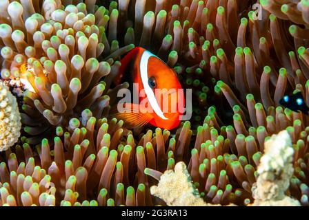 Anemonefish femminile di pomodoro (Amphiprion frenatus) su ospite anemone, Isole Salomone Foto Stock