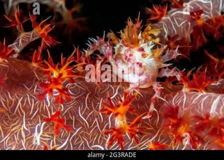 Rosso e bianco morbido granchio di corallo su rosso morbido corallo, Isole Salomone Foto Stock