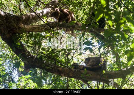 Scimmia urlatrice o Caraya (Alouatta caraya) a Esteros del Ibera, Argentina Foto Stock