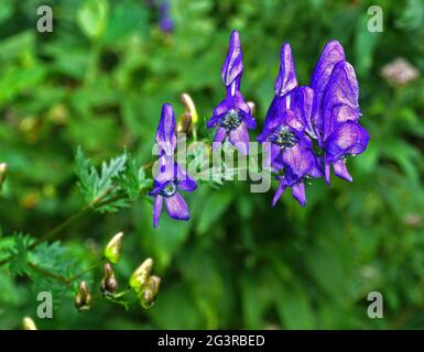 Aconite, fiore del casco, sangue del monaco, cappuccio del monaco, monkshood Foto Stock