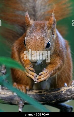 Scoiattolo sull'alimentatore di uccelli Foto Stock