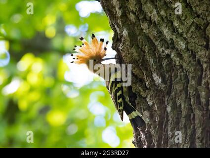 La bella Hoopoe porta il cibo al nido femminile, la foto migliore. Foto Stock