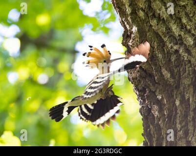 La bella Hoopoe porta il cibo al nido femminile, la foto migliore. Foto Stock