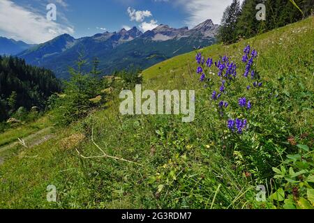 Casco fiore, monkshood, nelle alpi lechtal, austria, tirolo Foto Stock