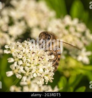 Ape di miele, ape di miele aka API mellifera, fiori di emlock impollinante, Conium maculatum. Foto Stock