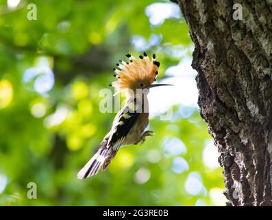 La bella Hoopoe porta il cibo al nido femminile, la foto migliore. Foto Stock