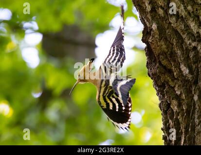 La bella Hoopoe porta il cibo al nido femminile, la foto migliore. Foto Stock