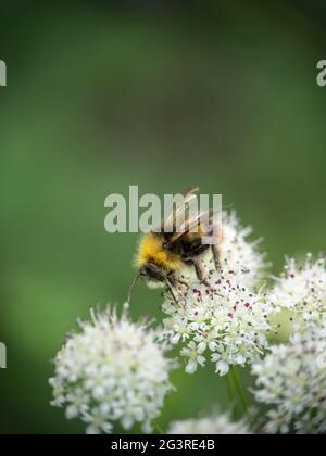 Maschio Bumblebee precoce nidificazione aka Bombus pratorum su Hemlock flower. Impollinazione. Foto Stock