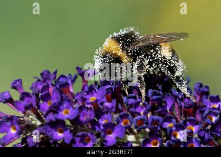 Giardino bumblebee su una farfalla cespuglio Foto Stock