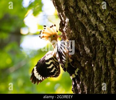 La bella Hoopoe porta il cibo al nido femminile, la foto migliore. Foto Stock