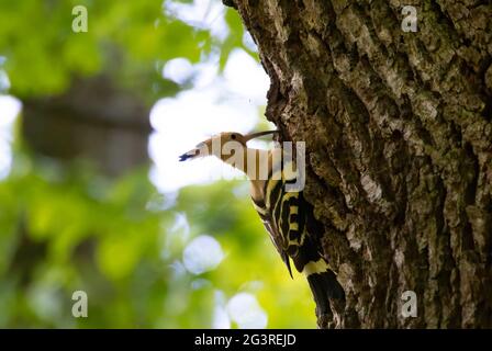 La bella Hoopoe porta il cibo al nido femminile, la foto migliore. Foto Stock