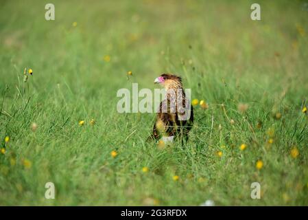 Caracara in erba, Provincia di la Pampa, Patagonia, Argentina. Foto Stock