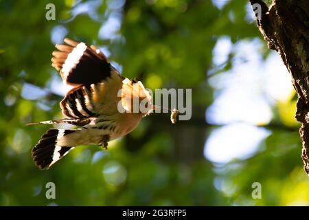 La bella Hoopoe porta il cibo al nido femminile, la foto migliore. Foto Stock