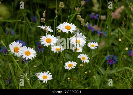 Le margherite bianche e i fiori di mais blu crescono nel prato. Foto Stock