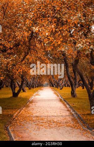 Autunno nella foresta. Prospettiva del percorso in autunno parco con le foglie di autunno brillante caduto sulla strada in sole luce del mattino, ton Foto Stock