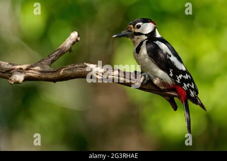 Ottimo picchio di legno maschio macchiato Foto Stock