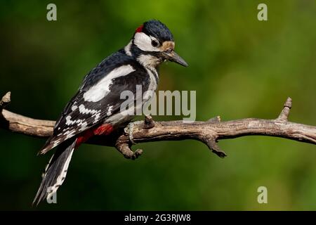 Ottimo picchio di legno maschio macchiato Foto Stock