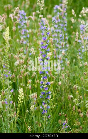 Vivace blu Viper's-bugloss (Echium vulgare) conosciuto anche come blueweed crescente selvaggio sulle praterie pianure di Salisbury nel Wiltshire Regno Unito Foto Stock