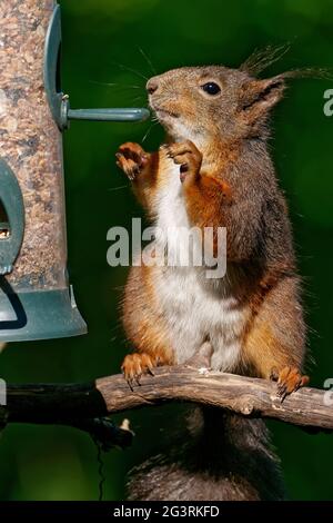 Lo scoiattolo mangia i semi di uccelli Foto Stock