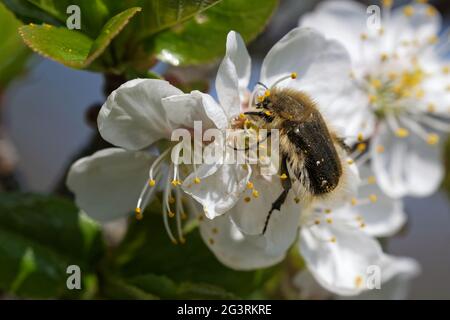 La sciacchiera di rose impollinizza i fiori di ciliegio Foto Stock