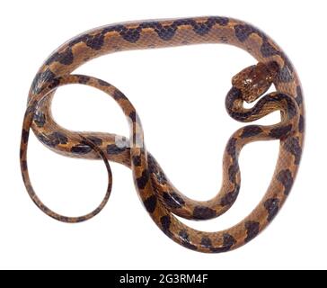 Serpente comune dagli occhi di gatto (Leptodeira annullata) Nella foresta  pluviale dell'Amazzonia ecuadoriana Foto stock - Alamy