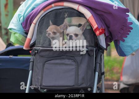 due cani chihuahua in un passeggino con una rete sotto le coperte di feltro sulla mostra del cane Foto Stock