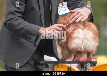 Uomo anziano in una tuta grigia che combatte un Pomeranian su un tavolo da grooming durante uno spettacolo di cani all'aperto Foto Stock