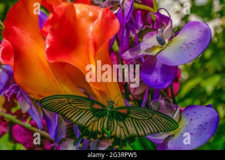 Farfalle su fiori Foto Stock