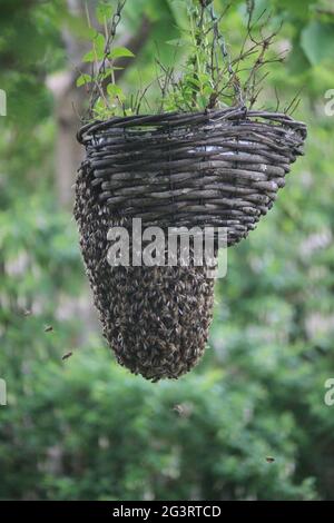 Sciame di API Foto Stock