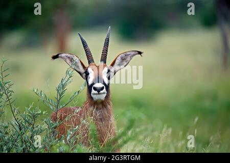 Un antilope di Sable nel cespuglio africano Foto Stock
