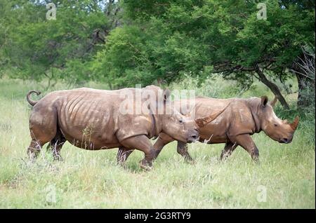 Due rinoceronti che camminano nel bush africano Foto Stock