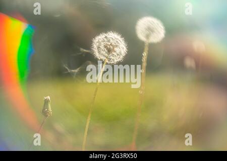 Dandelion con svasatura, prisma e leggera perdita. Foto Stock