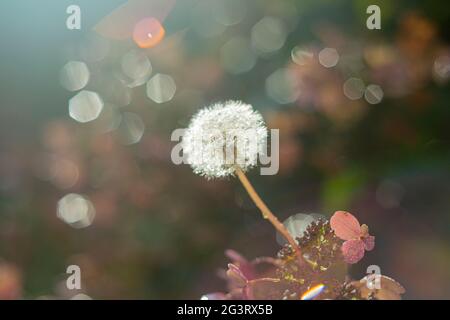 Dente di leone con flare, foschia e bokeh. Foto Stock