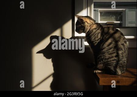 Tabby Cat seduto in un toppa di sole guardando la sua ombra Foto Stock