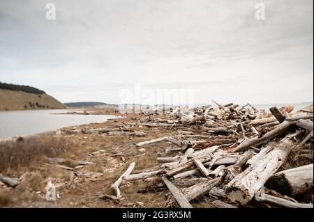 Brown Driftwood su una spiaggia erbosa in un giorno nuvoloso all'Ebey's Landing WA Foto Stock