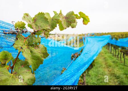 Blue web in una vigna protezione dagli uccelli Foto Stock