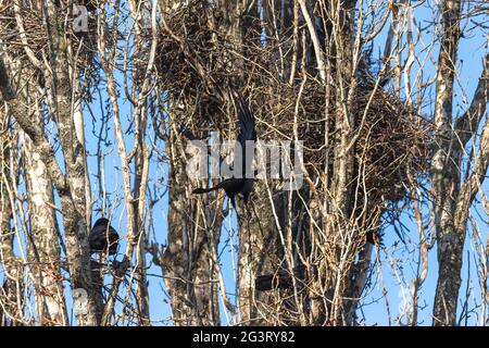 Primo piano di due ruscelli (Corvus frugilegus) nella foresta Foto Stock
