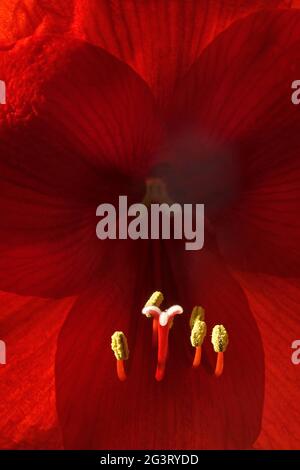 amaryllis (Hippeastrum hybride), primo piano di un fiore Foto Stock